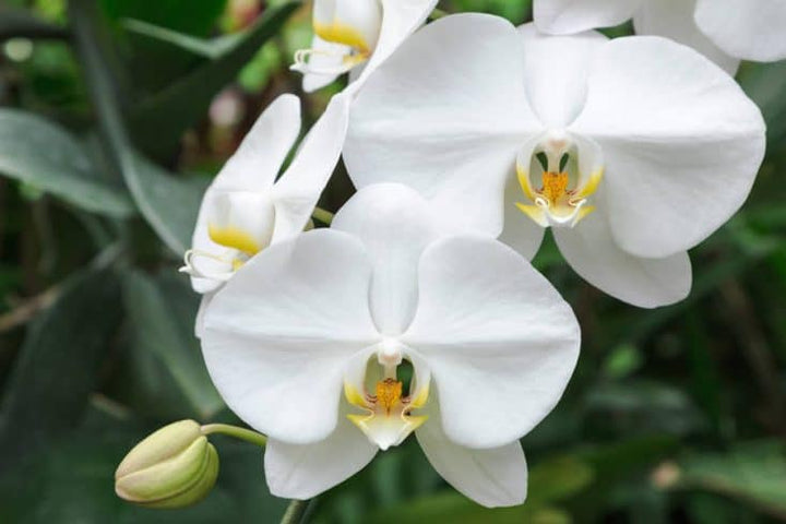 Orchid Flower Seed for Planting 100 pcs