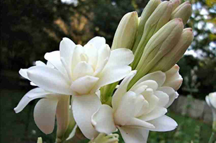 Asperata Flower Seeds for Planting, Unique Variety, 100 pcs