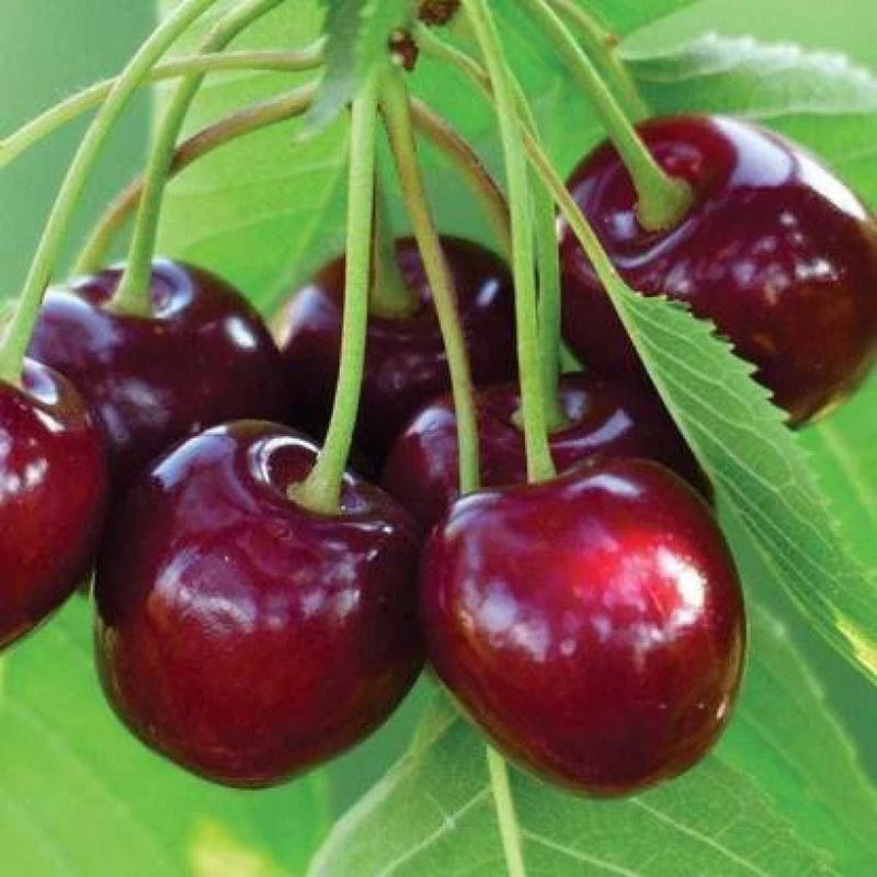 Barry's cherry Prunus avium seeds for home orchard