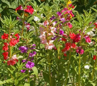 Balsamine Flower Seed for Planting 100 pcs - Flower for planting in home garden