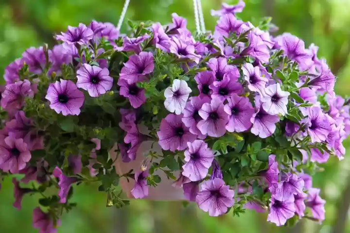 Heirloom Purple Calibrachoa Flower Seeds for Planting â€“ Non-GMO, Vibrant Blooming Flower Seeds