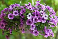 Heirloom Purple Calibrachoa Flower Seeds for Planting â€“ Non-GMO, Vibrant Blooming Flower Seeds