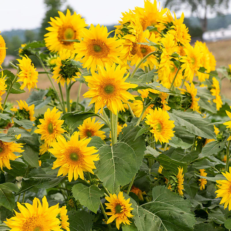 Heirloom Burst Sunflower Seeds – Non-GMO Vegetable Seeds for Planting