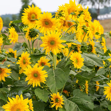 Heirloom Burst Sunflower Seeds – Non-GMO Vegetable Seeds for Planting