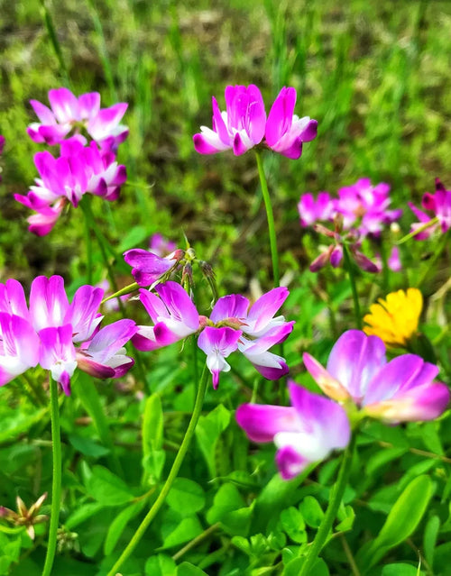 Astragalus Sinicus Flower Seeds – Heirloom Non-GMO Seeds for Nitrogen-Fixing and Garden Planting