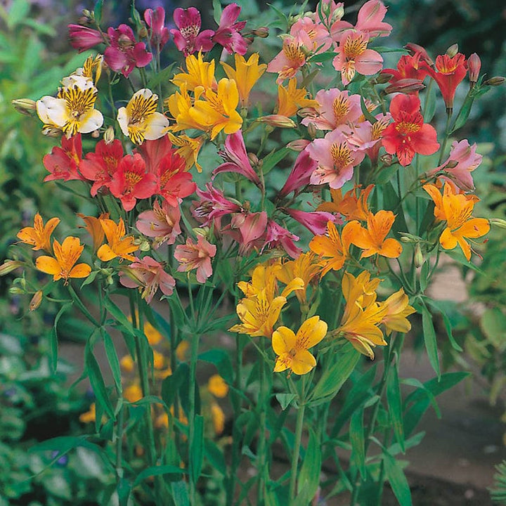 Alstroemeria Aurantiaca Seeds - Heirloom Non-GMO Planting Flower Seeds