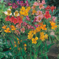 Alstroemeria Aurantiaca Seeds - Heirloom Non-GMO Planting Flower Seeds