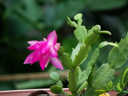 Schlumbergera Flower Seeds Light Pink for Planting, NON GMO Seeds