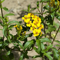 Tagetes Lucida Flower Seeds – Heirloom Non-GMO Seeds for Fragrant and Medicinal Garden Planting