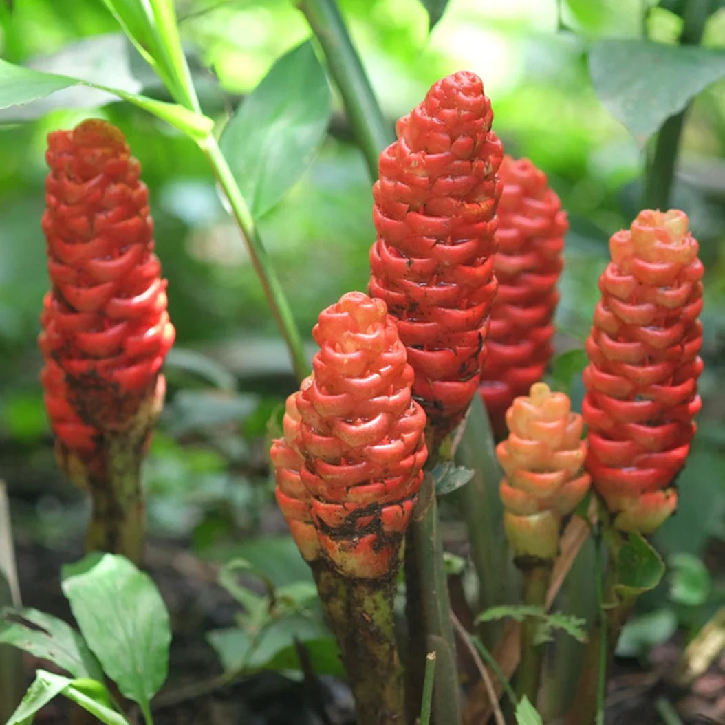 Perennial Ginger Herb Seeds