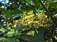 Yellow Hevea Brasiliensis Seeds – Heirloom, Non-GMO Flower Seeds for Planting Unique Blooms