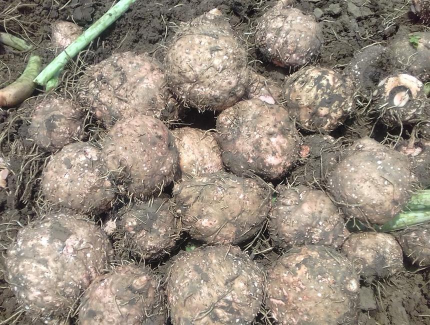 Elephant Foot Yam Plant Seeds for Planting - NON GMO Seeds