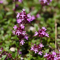 Thymus Serpyllum Flower Seeds for Planting, Heirloom, Non-GMO, 100 pcs