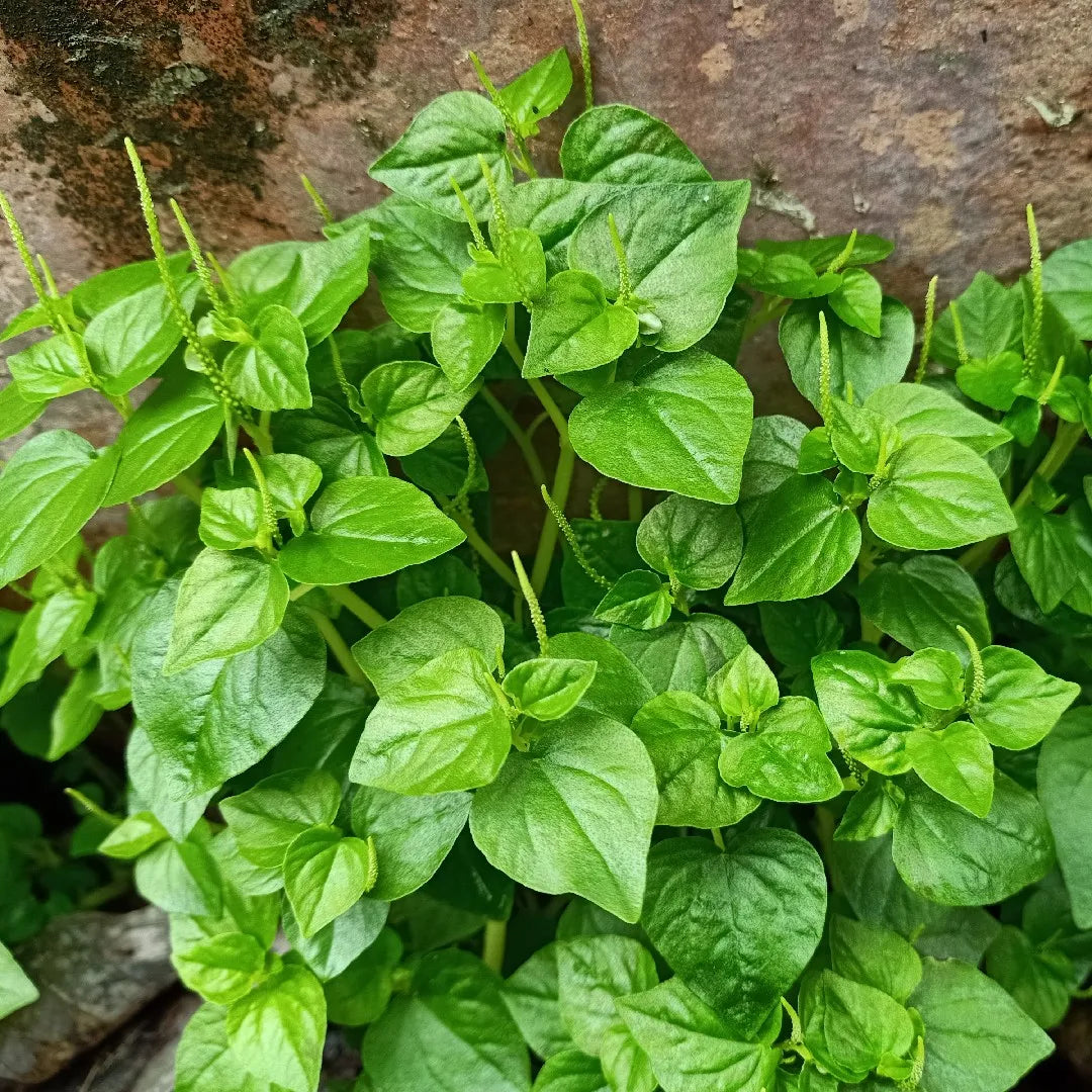Peperomia Pellucida Seeds - Heirloom, Non-GMO, Perfect for Planting & Easy to Grow Garden Herb