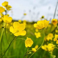 Heirloom Non-GMO Meadow Buttercup Flower Seeds for Planting – Bright Yellow Wildflower Garden Blooms