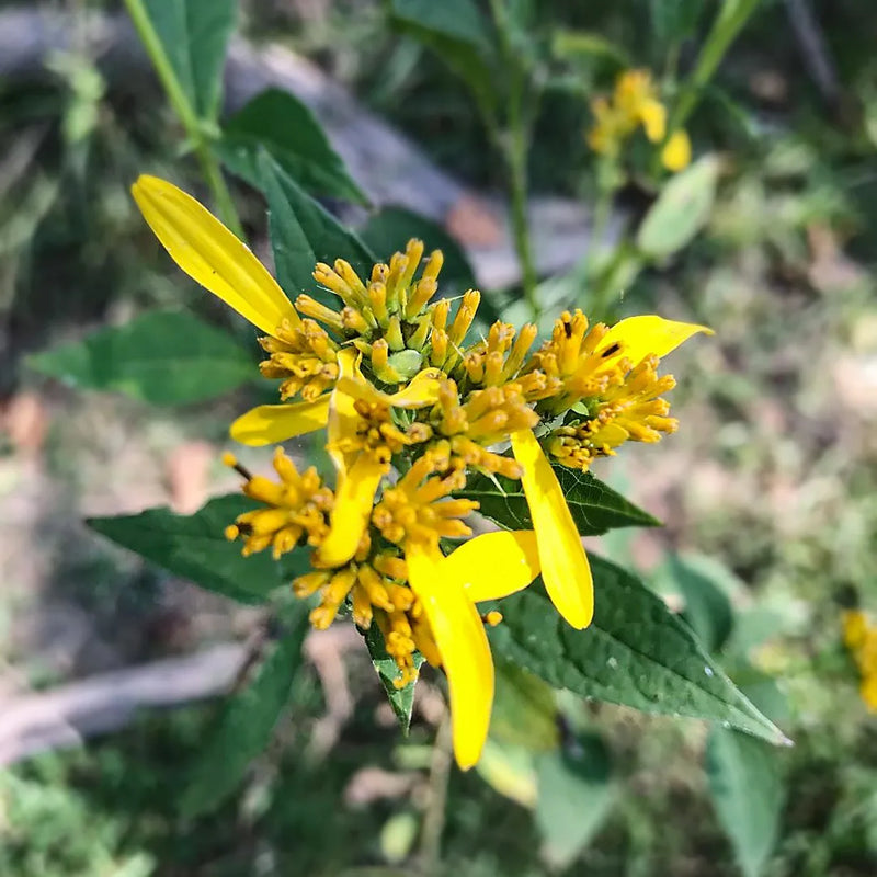 Verbesina Occidentalis Flower Seeds – Heirloom Non-GMO Seeds for Wildflower and Pollinator Garden Planting