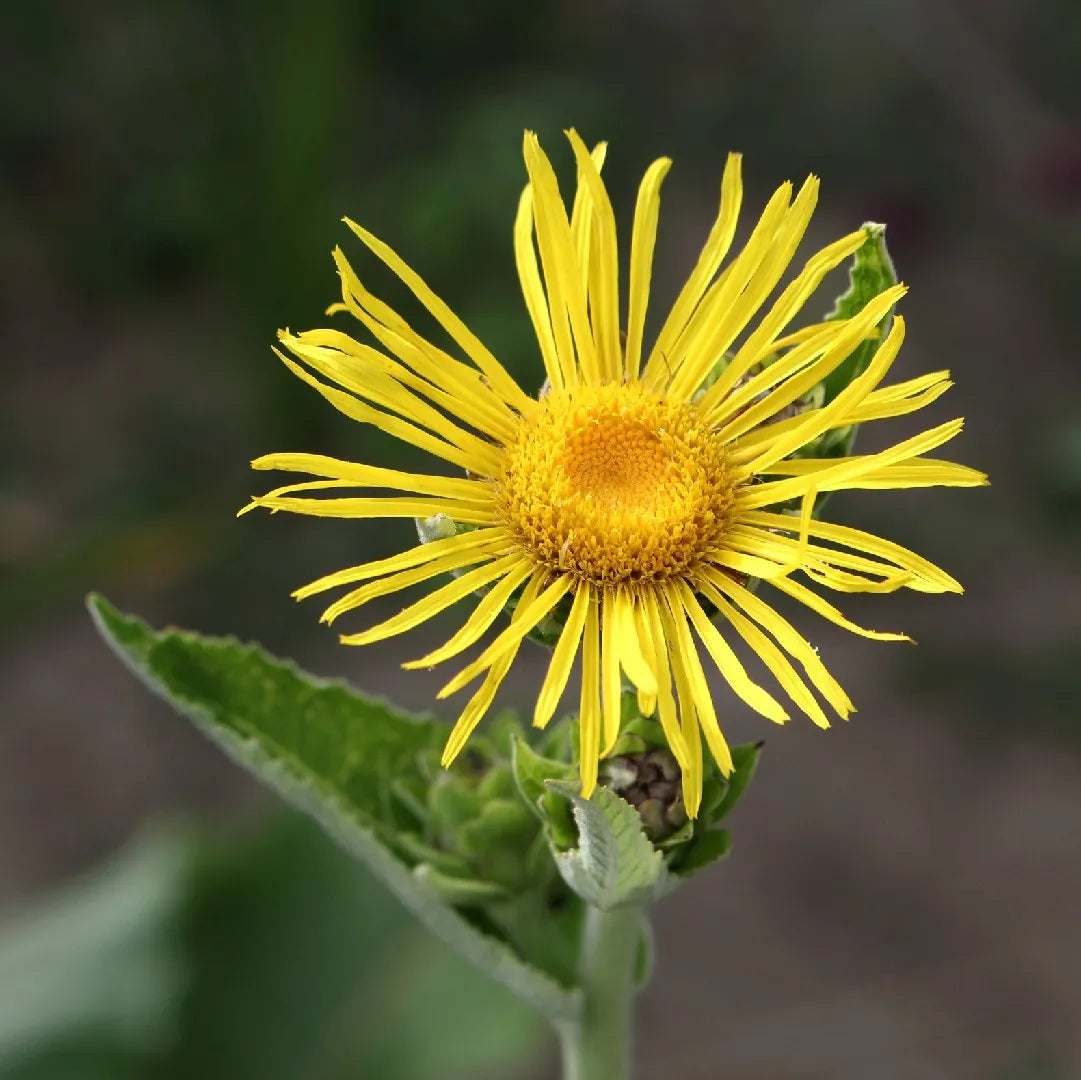 Enula Asteraceae Flower Seeds for Planting - NON GMO Seeds