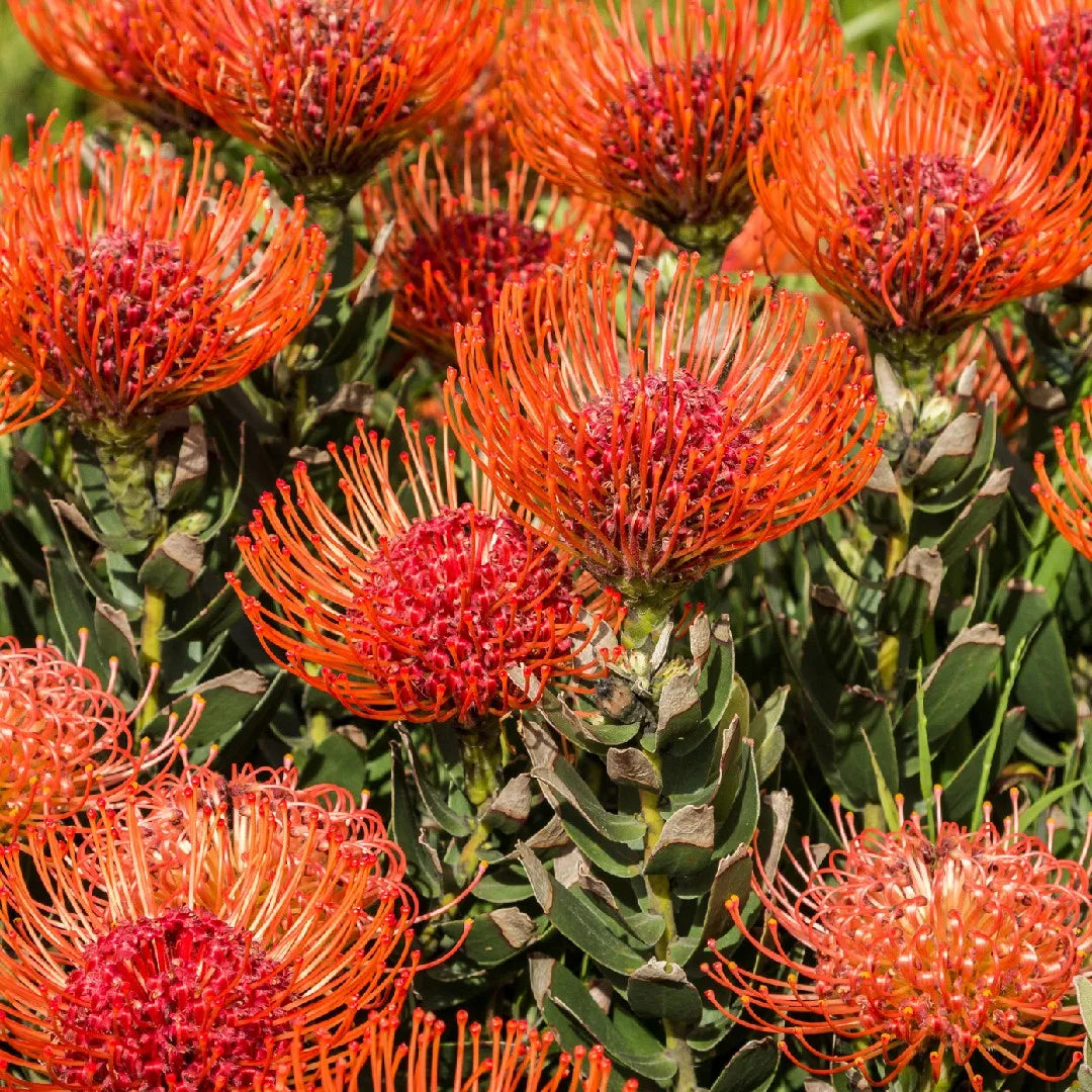 Leucospermum Cordifolium Flower Seeds for Planting - Heirloom, NON-GMO Seeds - Easy to Grow