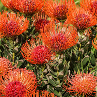 Leucospermum Cordifolium Flower Seeds for Planting - Heirloom, NON-GMO Seeds - Easy to Grow