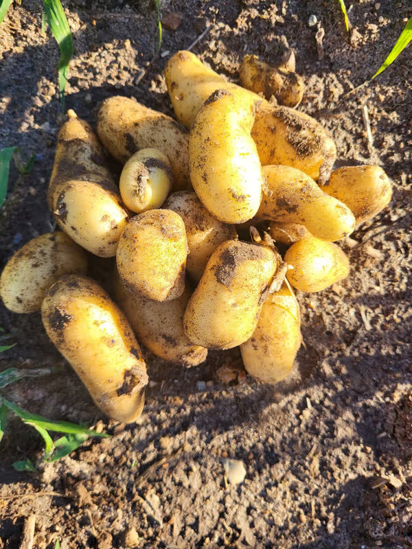 Banana Fingerling Potato Vegetable Seeds – Thin-Skinned and Creamy Texture