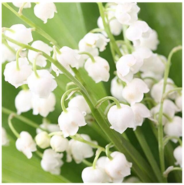 Heirloom Non-GMO Bell Orchid Flower Seeds for Planting – Exotic Fragrant Indoor Garden Blooms - Non-GMO for planting in home garden