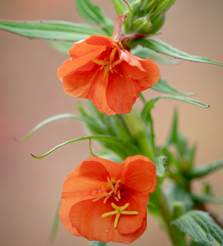 Organic Heirloom Non-GMO Orange Evening Primrose Seeds for Planting – Fragrant Blooms