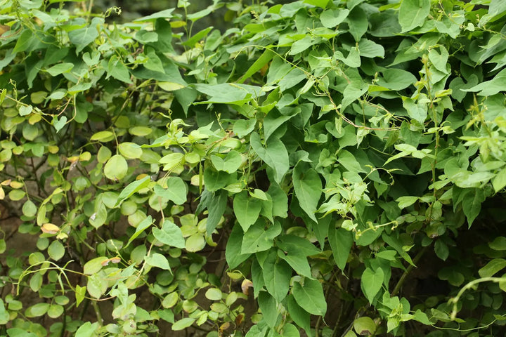 Heirloom Fallopia Multiflora Flower Seeds for Planting, Non-GMO