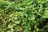 Heirloom Fallopia Multiflora Flower Seeds for Planting, Non-GMO