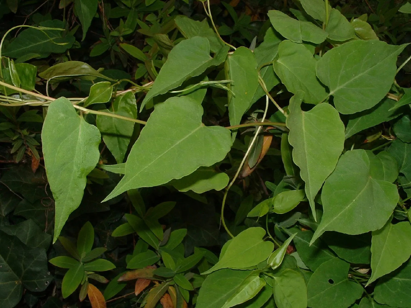 Heirloom Fallopia Multiflora Flower Seeds for Planting, Non-GMO