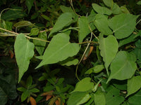 Heirloom Fallopia Multiflora Flower Seeds for Planting, Non-GMO