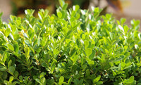 Buxus Sempervirens Plant Seeds for Planting - 100 pcs
