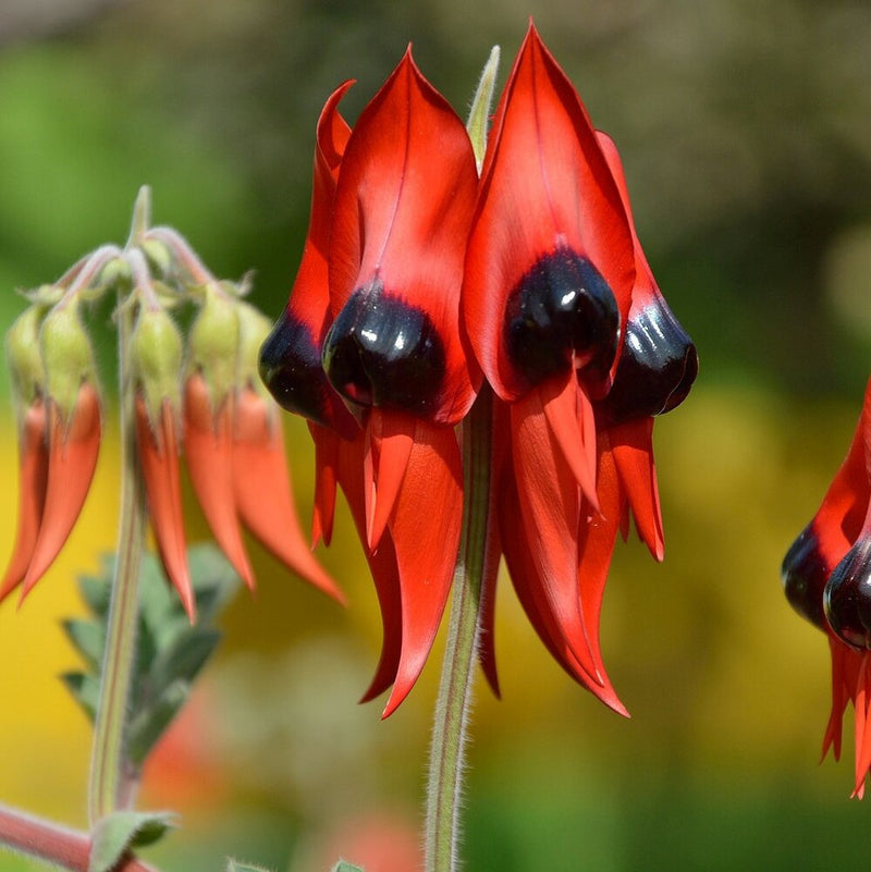 Swainsona Flower Seeds Heirloom Non GMO Planting - 100 pcs