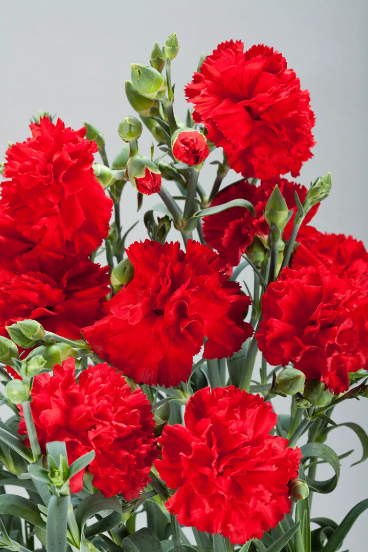 Heirloom Non-GMO Carnation Flower Seeds for Planting – Fragrant Long-Lasting Garden Blooms
