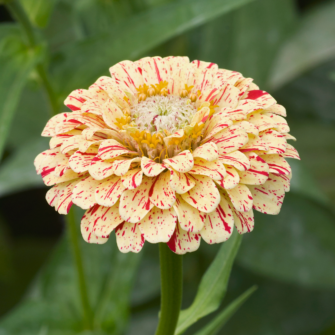 Elegans Peppermint Flower Seeds Heirloom Non GMO Planting - 100 pcs