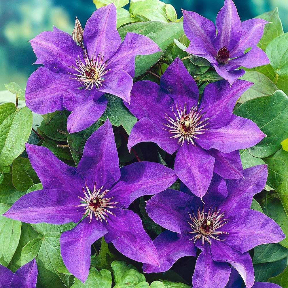 Heirloom purple Yellow Clematis Flower Seeds ƒ?? Non-GMO Climbing Garden Blooms for Planting