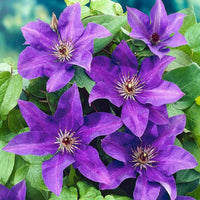 Heirloom purple Yellow Clematis Flower Seeds ƒ?? Non-GMO Climbing Garden Blooms for Planting