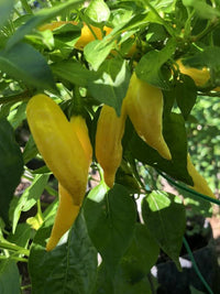 Aji Lemon Drop Pepper Seeds for Planting - Grow Natural and Organic Vegetables at Home