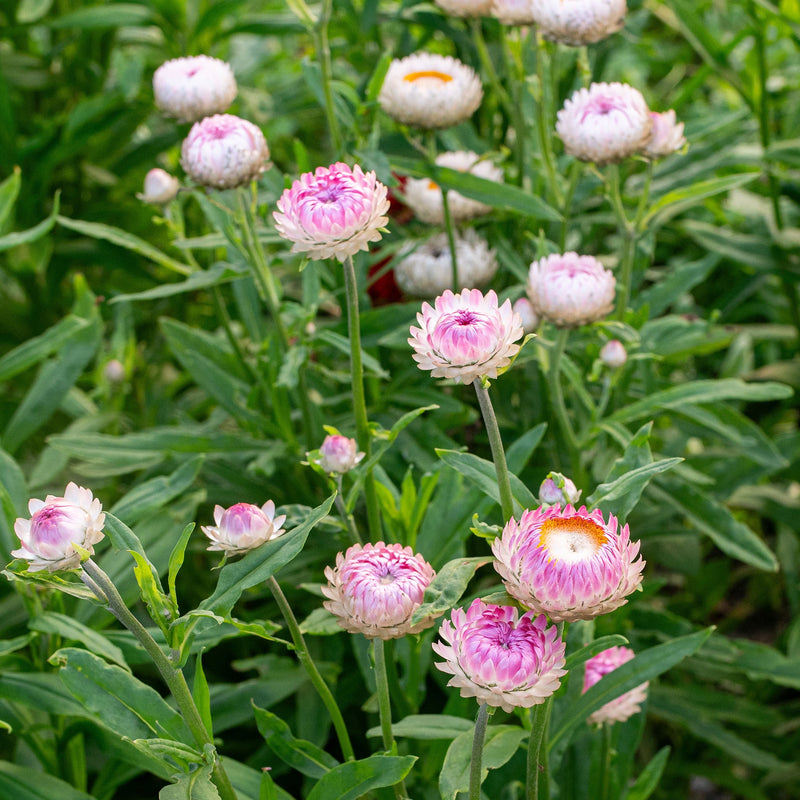 Straw Flower Seeds for Planting, Heirloom, Non-GMO, 100 pcs