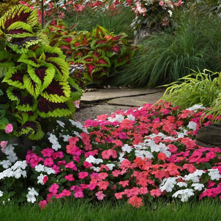Heirloom Impatiens Seeds – Non-GMO Flower Seeds for Planting