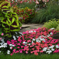 Heirloom Impatiens Seeds – Non-GMO Flower Seeds for Planting