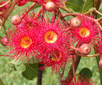 Pink Corymbia Ficifolia Flower Seeds 100 Pcs pcs