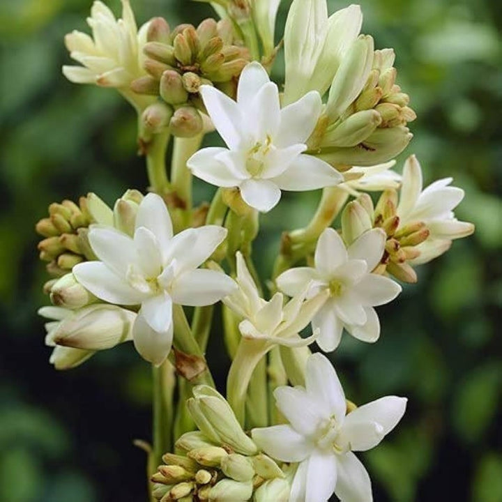 Asperata Flower Seeds for Planting, Unique Variety, 100 pcs