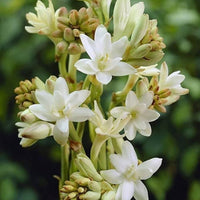 Asperata Flower Seeds for Planting, Unique Variety, 100 pcs