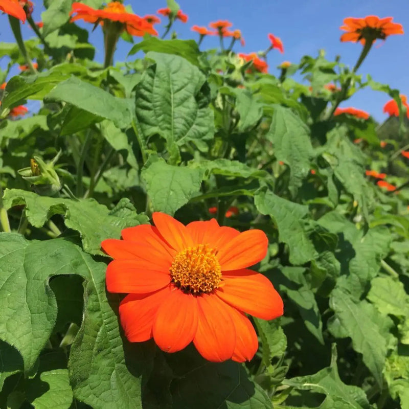 Heirloom Mexican Flower Seeds, Non-GMO Vibrant Blooms for Colorful Garden Planting