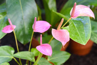 Anthurium Flower Seeds for Planting 100 pcs - Flower for planting in home garden