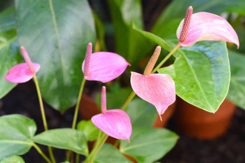 Anthurium Flower Seeds for Planting 100 pcs - Flower for planting in home garden