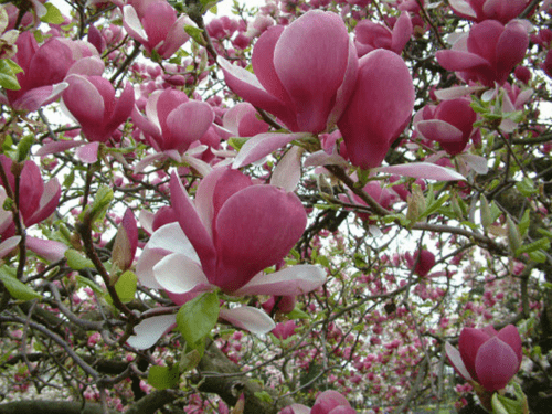 Light Pink Yulan Flower Seeds for Planting - NON GMO Seeds
