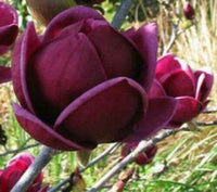 Yulan Magnolia Tulip Flower Seeds for Planting â€“ Heirloom, Non-GMO, Beautiful Blooms for planting in home garden