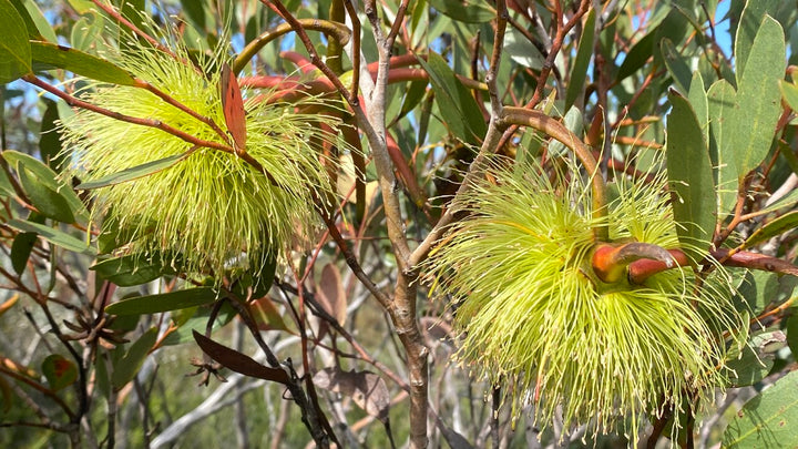Eucalyptus Lehmannii Flower Seeds for Planting -Heirloom & Non-GMO Seeds for planting