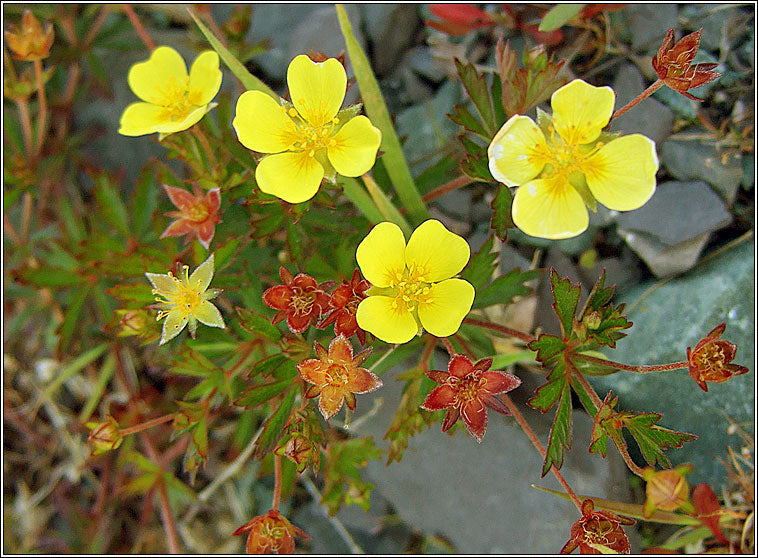 Tormentil Flower Seeds for Planting - 100 pcs